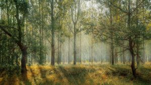 Zagrożenia i choroby lasów