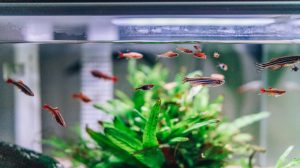 Ryba danio – pomoc w wyborze i wyposażeniu zbiornika