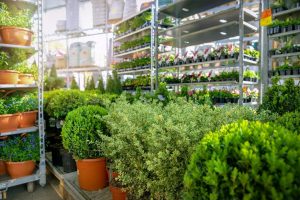 Które krzewy ozdobne szybko rosną?